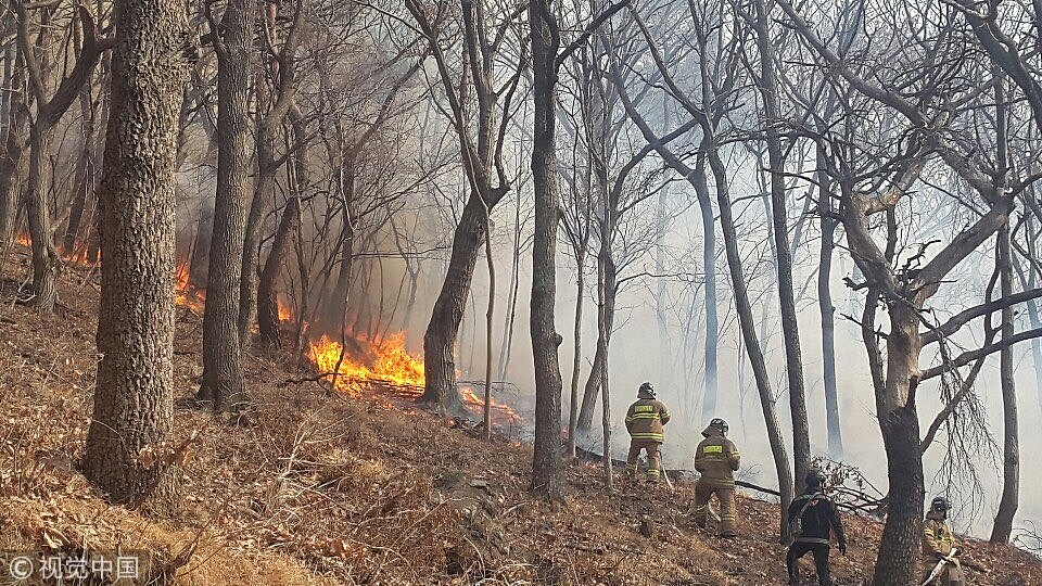 韩国釜山山火爆发 消防员紧急灭火