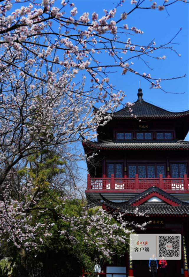 春花无限好,学会这8招拍美照不求人