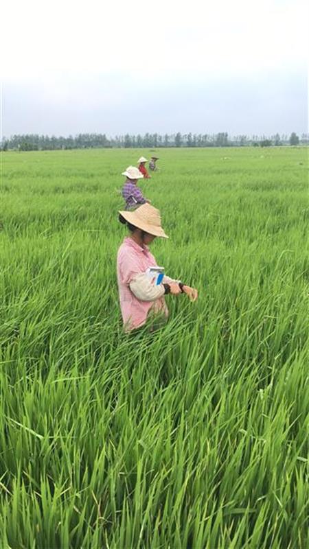 全网最详细，农作物抗旱抗灾小妙招来了！(图1)
