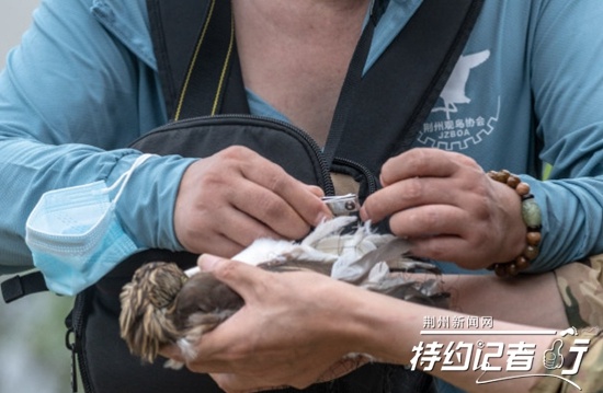 特约记者行随拍粘鸟网上解救困鸟的行动