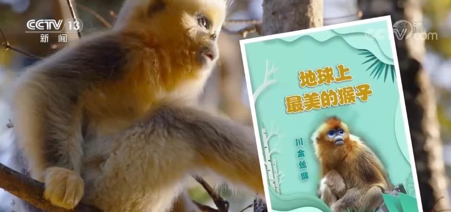 【家在中国】川金丝猴向人类"喊话",它们心里有一个埋藏很久的愿望