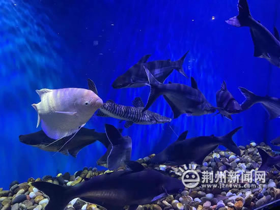 十一黄金周 荆州海洋世界迎来客流高峰