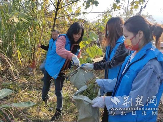 铲除一枝黄花简报2.jpg