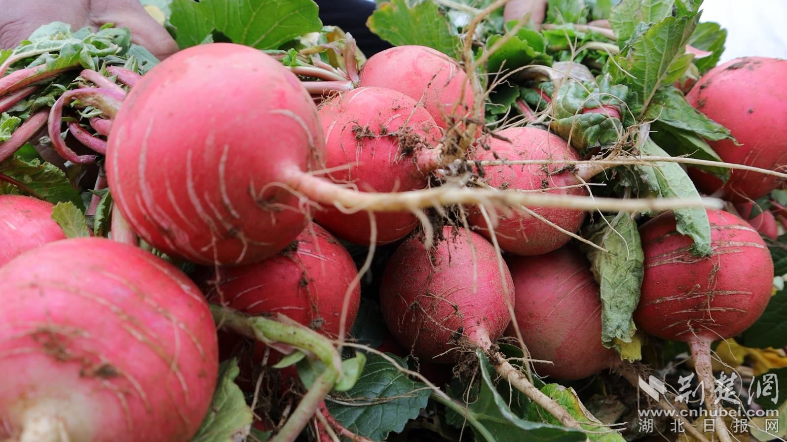 沙窝红萝卜.jpg.jpg