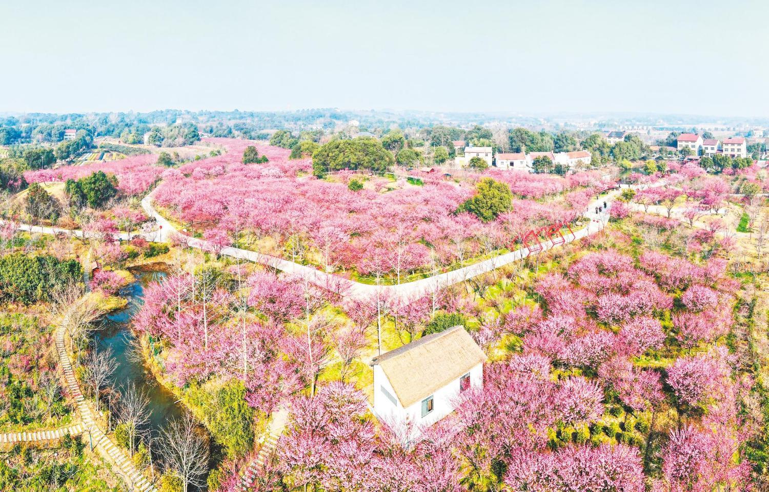 荆州八岭山镇梅园美丽乡村梅花争艳