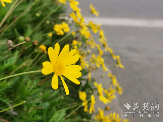 3.13 凤凰广场 黄金菊-1 _副本.jpg