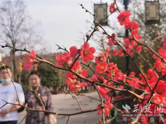3.13 西山公园 海棠-1 _副本.jpg