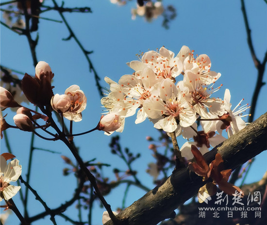 3.13 西山 红叶李_副本.jpg