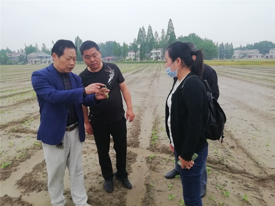 4月28日,记者来到位于竹根滩镇的潜江市宏军蔬菜种植专业合作社,只见