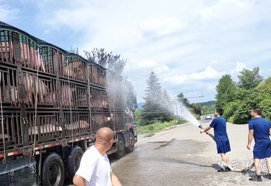 眼见一车生猪被救，长途司机李师傅终于松了口气 (1)_副本.jpg