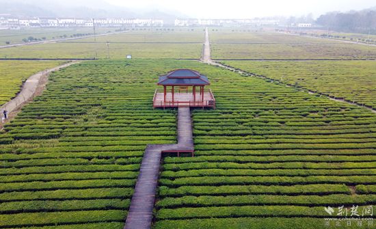 金家铺镇志顺茶园_副本.jpg