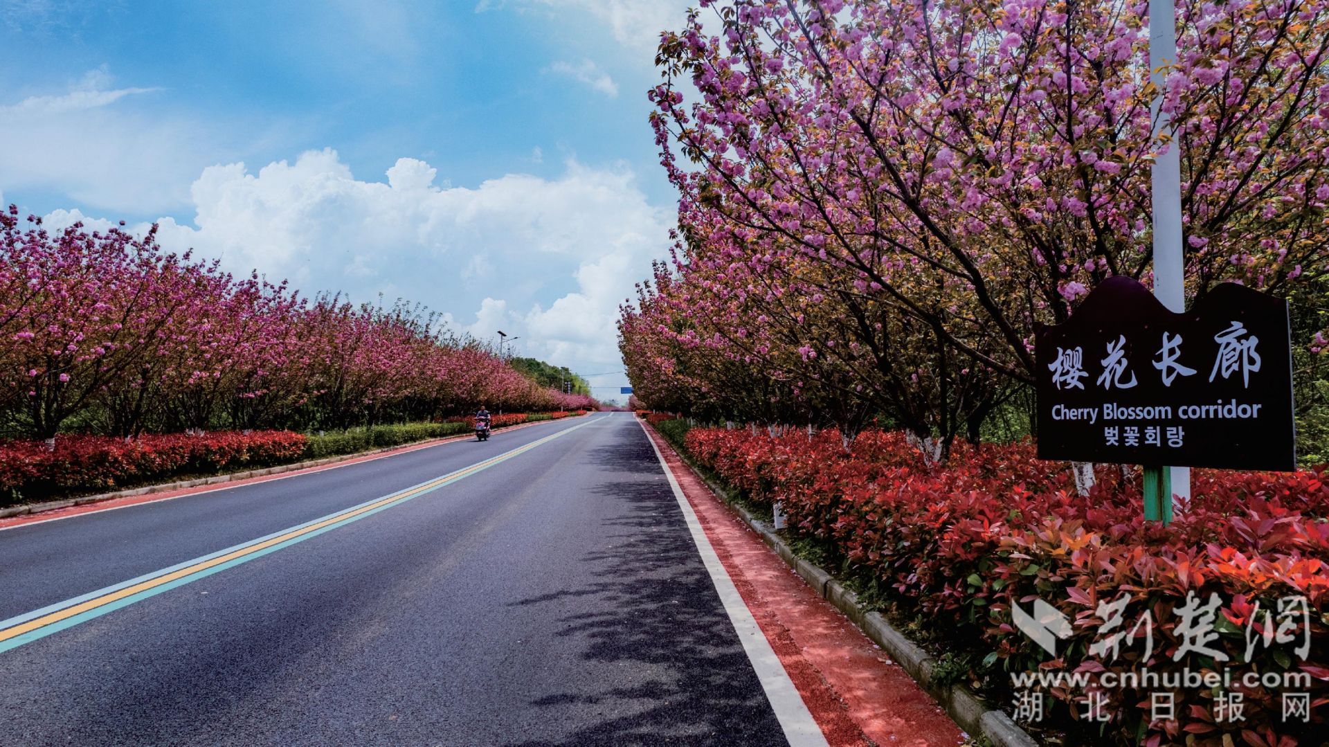小观线樱花长廊.jpg.jpg