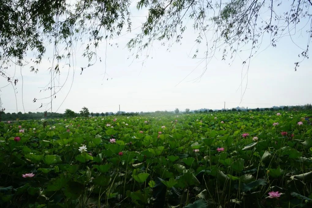 640?wx_fmt=jpeg&wxfrom=5&wx_lazy=1&wx_co=1