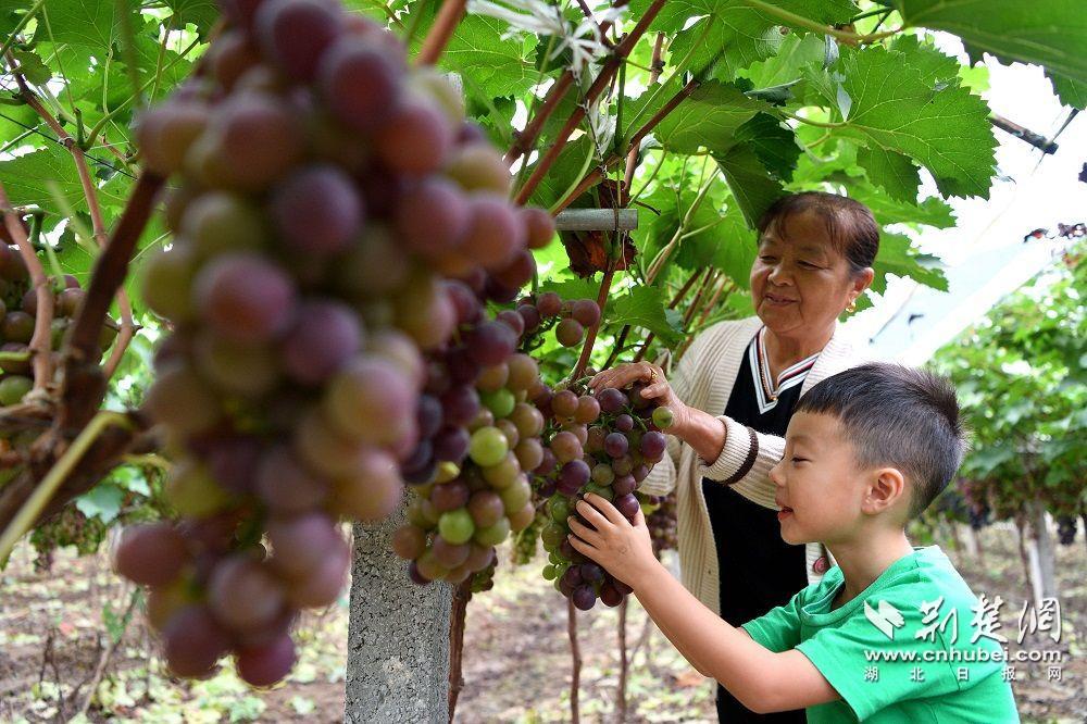 游客采摘葡萄.jpg.jpg