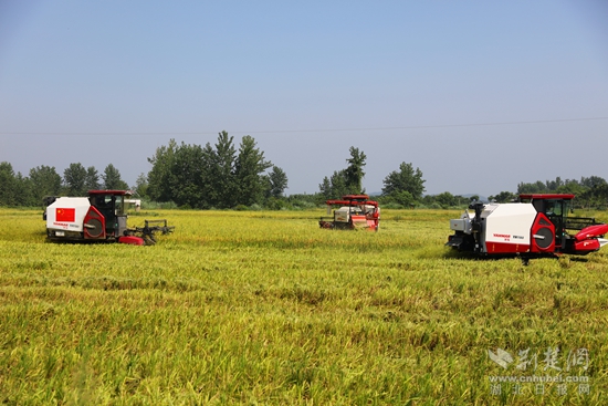 浠水汪岗镇早稻丰收 (5).JPG