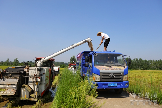 浠水汪岗镇早稻丰收 (6).JPG