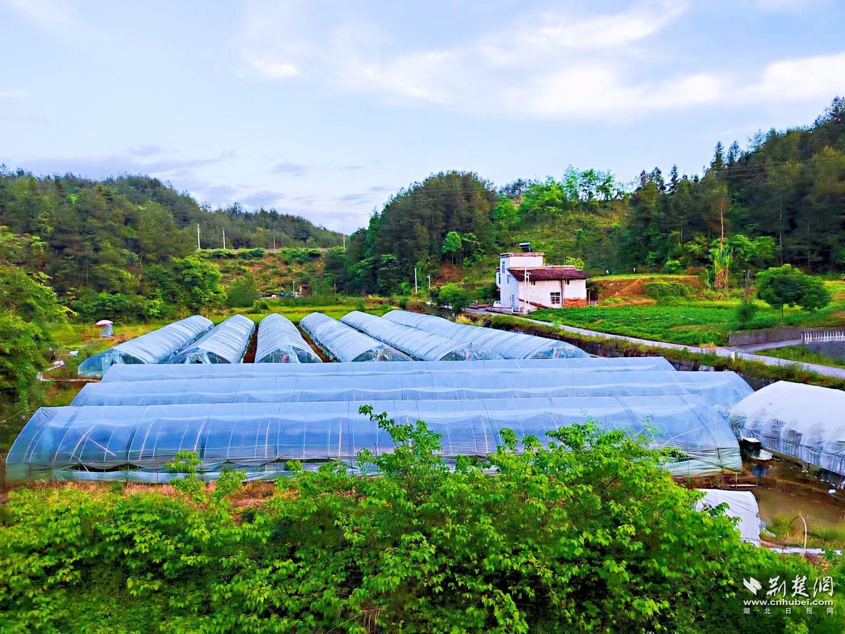 业州镇大堰社区奶油草莓种植基地.jpg.jpg