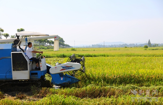 浠水汪岗镇早稻丰收 (7).JPG
