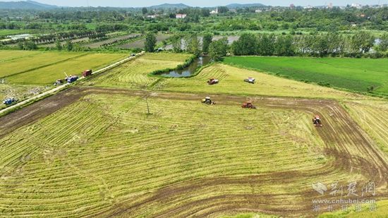 浠水汪岗镇早稻丰收 (3).JPG.JPG