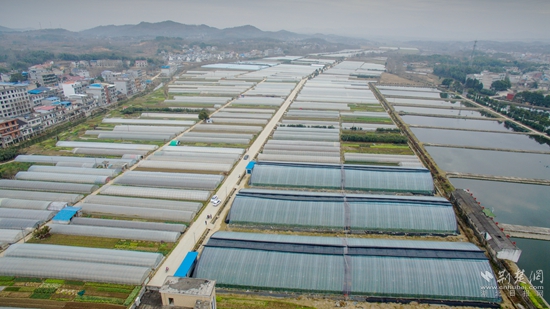 清泉镇河东街村千亩大棚蔬菜基地.jpg