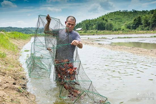 农民在收获龙虾.jpg.jpg