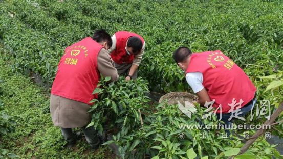 在板桥镇穿洞村线阳组的蔬菜基地里，党员罗少登正带领村民们一起采摘包包菜和辣椒。杨玉涛供图.png.png