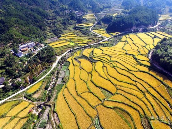 郑山“水葡萄”.jpg.jpg