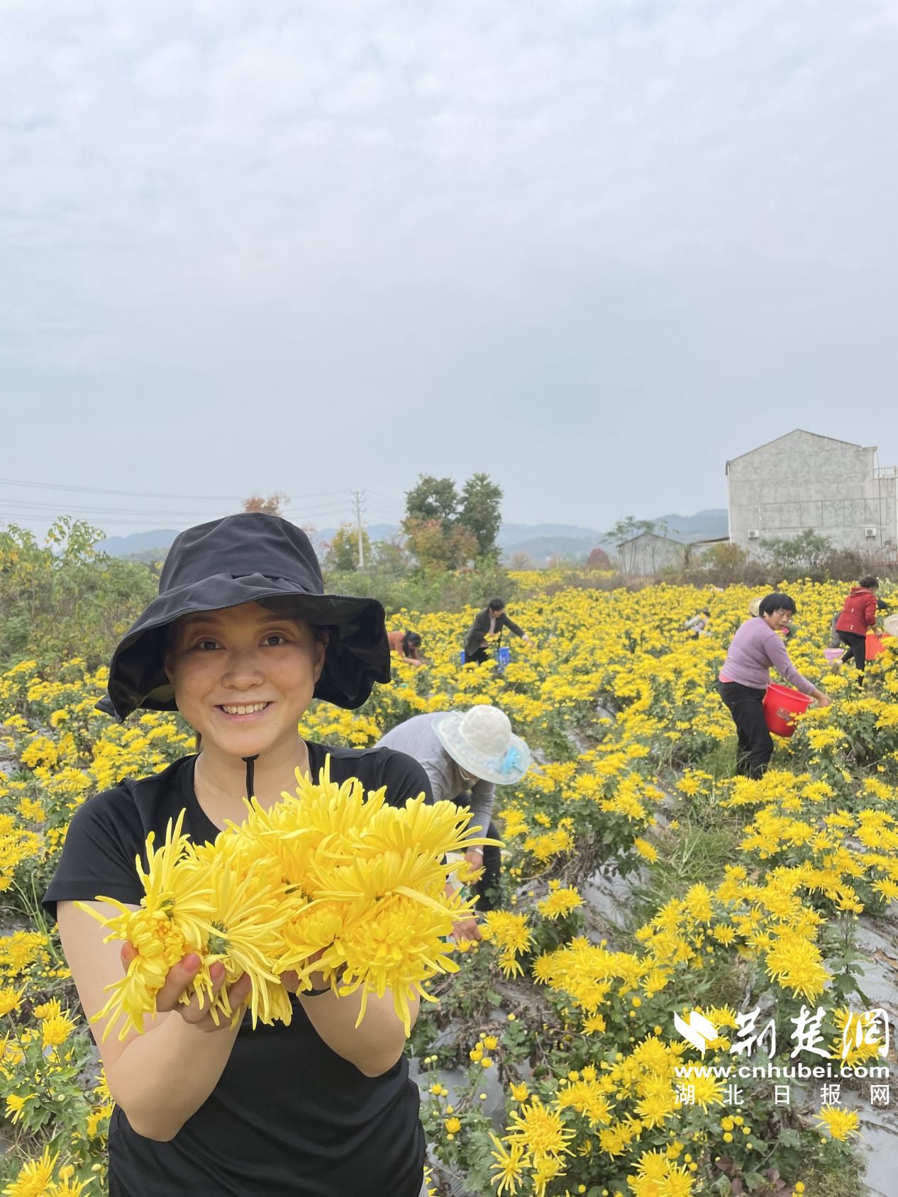 金丝皇菊01.jpg.jpg