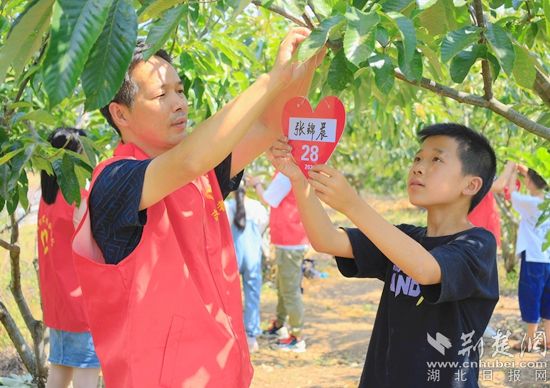 湖北-关爱少年儿童-诚信栗花助留守儿童看世界项目-2021年6月15日在湖北省黄冈市罗田县白庙河镇东安河小学板栗林进行板栗树认领