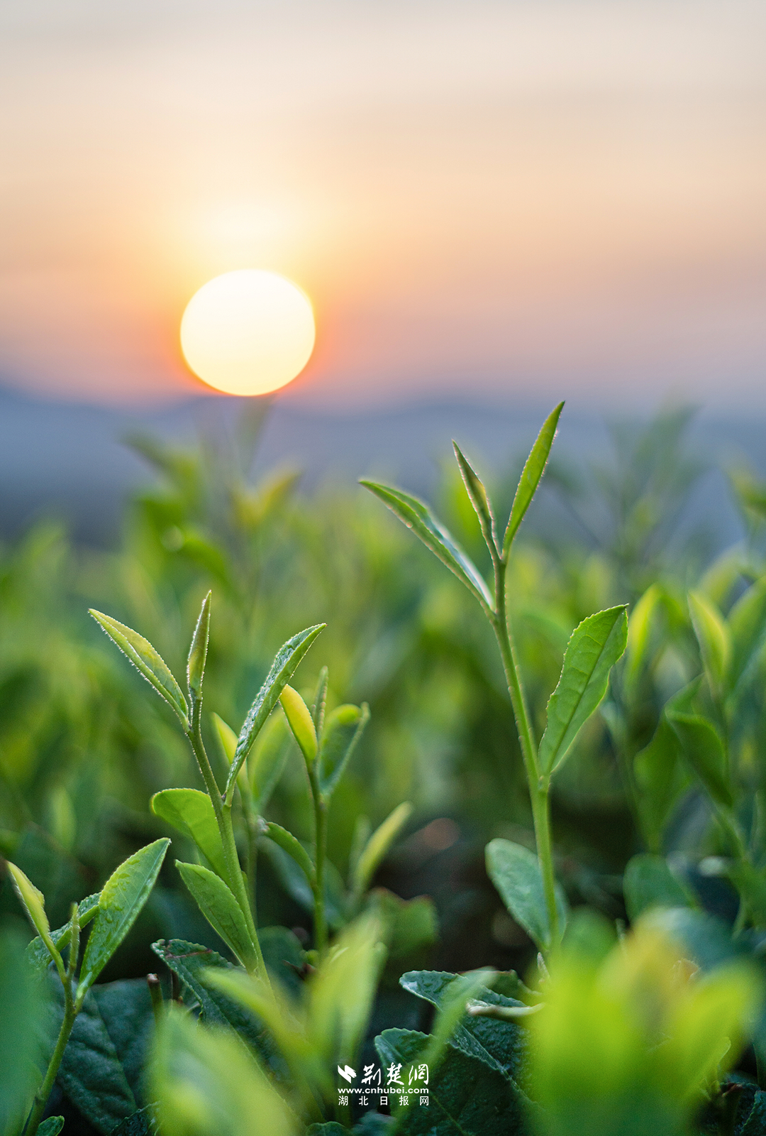 640?wx_fmt=png&tp=wxpic&wxfrom=5&wx_lazy=1&wx_co=1