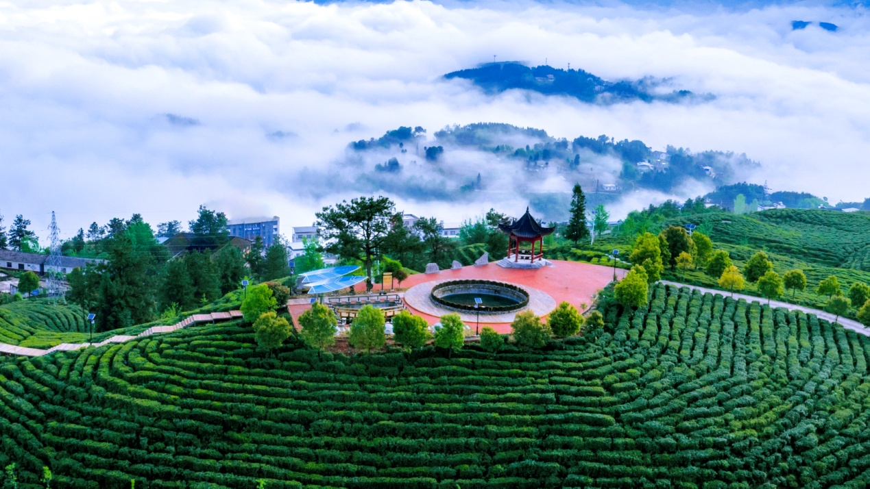 云海茶乡  （顾远林 摄）.png.png