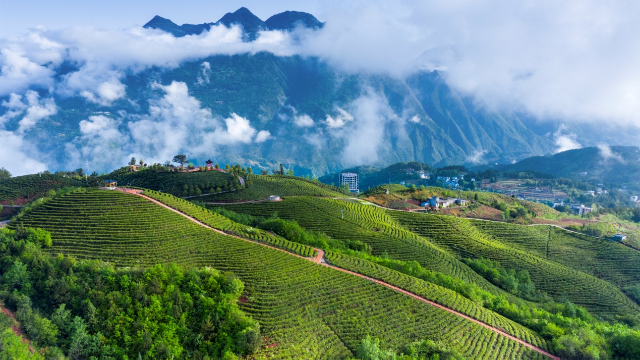 云雾茶山 （谭春魁 摄）.png.png