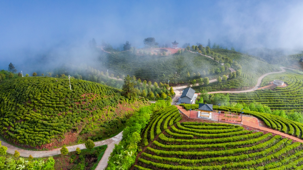 云雾茶乡（谭春魁 摄）.png.png