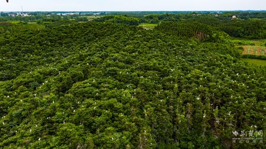 DJI_0408生态乡村白鹭齐飞  雷平摄.jpg.jpg