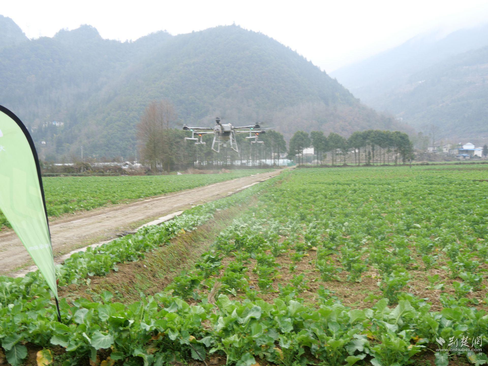 无人机在田垄上喷洒农药.jpg.jpg