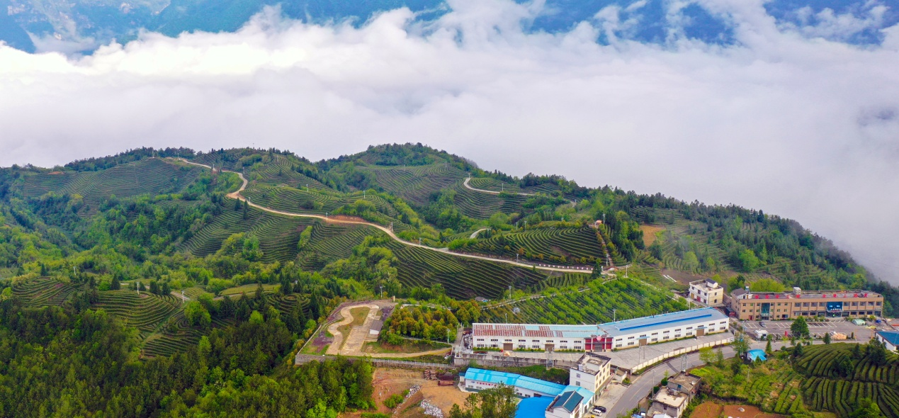 遥望茶山云雾绕，绿茶飘香铧厂垭 （马庐山 摄）.png.png