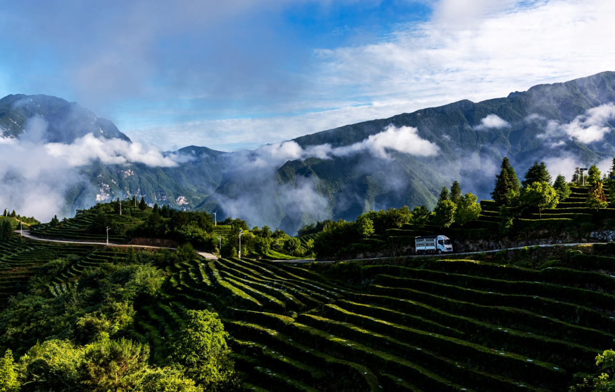 茶间道 （焦银昌 摄）.png.png