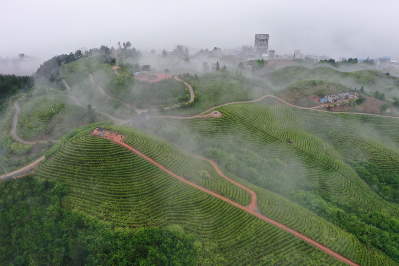 茶山晨雾  （王祖满 摄）.png.png