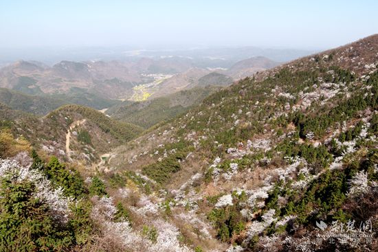 山上樱花，山下油菜.jpg