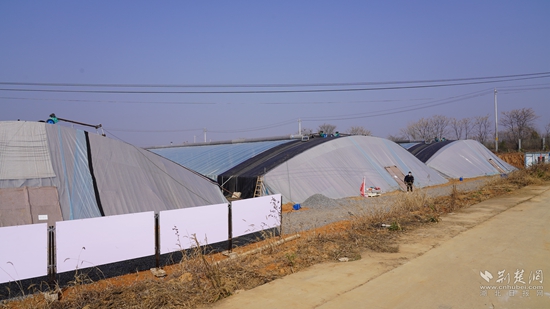 首个山东寿光圣女果大棚基地落 户中湾村.JPG