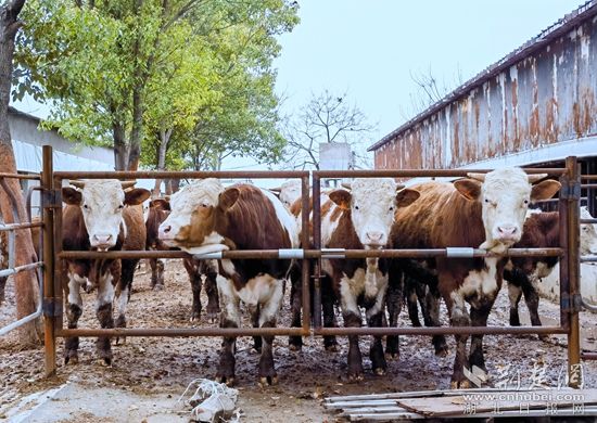 饲养肉牛.jpg.jpg