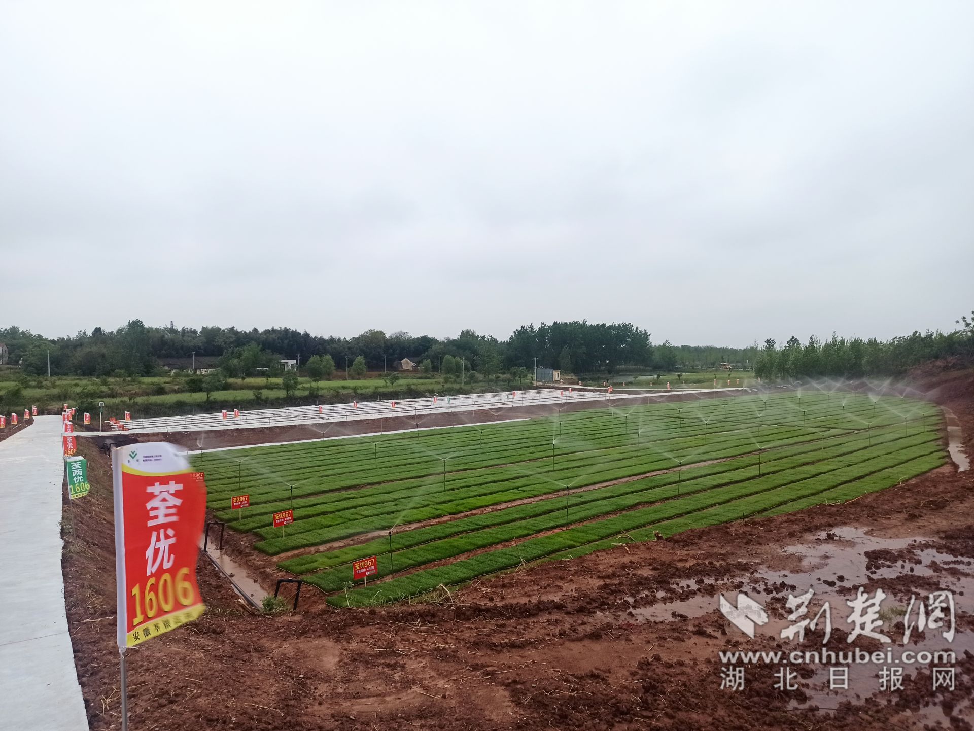 烟店镇横路村旺鑫生态育秧现场.jpg.jpg