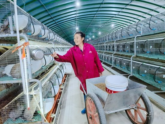 “兔管家”黄义梅正在给兔子喂饲料.jpg.jpg