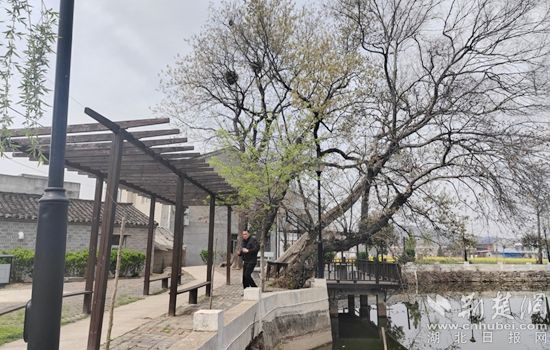 红安县双河村“面子“里子”齐头并进，乡村振兴底色越绘越浓