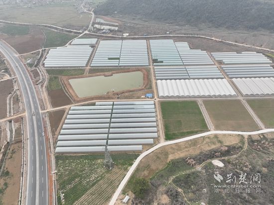 金镶园港蔬菜大棚基地 (1).jpg.jpg