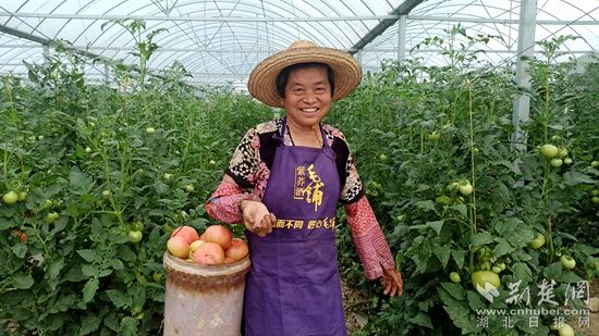 双溪桥番茄_副本.jpg.jpg