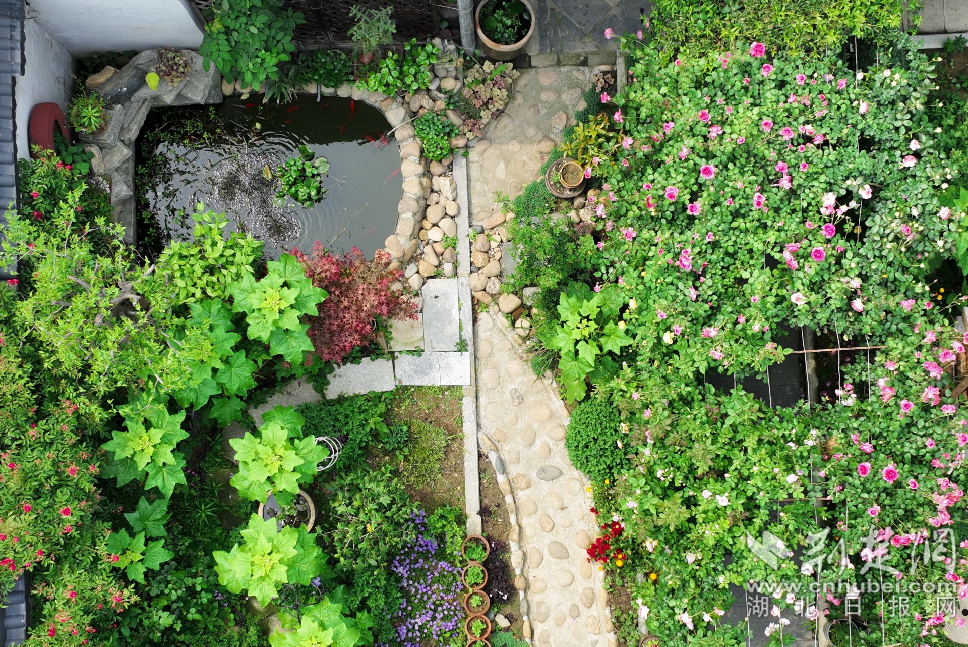 张琴将自家的庭院装点的郁郁葱葱，繁花似锦，可谓一步一景。.jpg.jpg