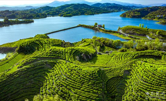 茶园_副本.jpg