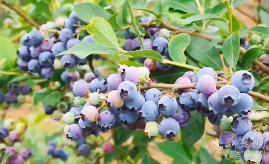 蓝莓丰收(1).jpg
