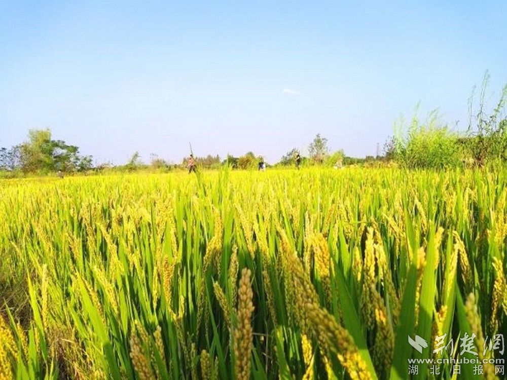 朱湖糯米种植区.jpg